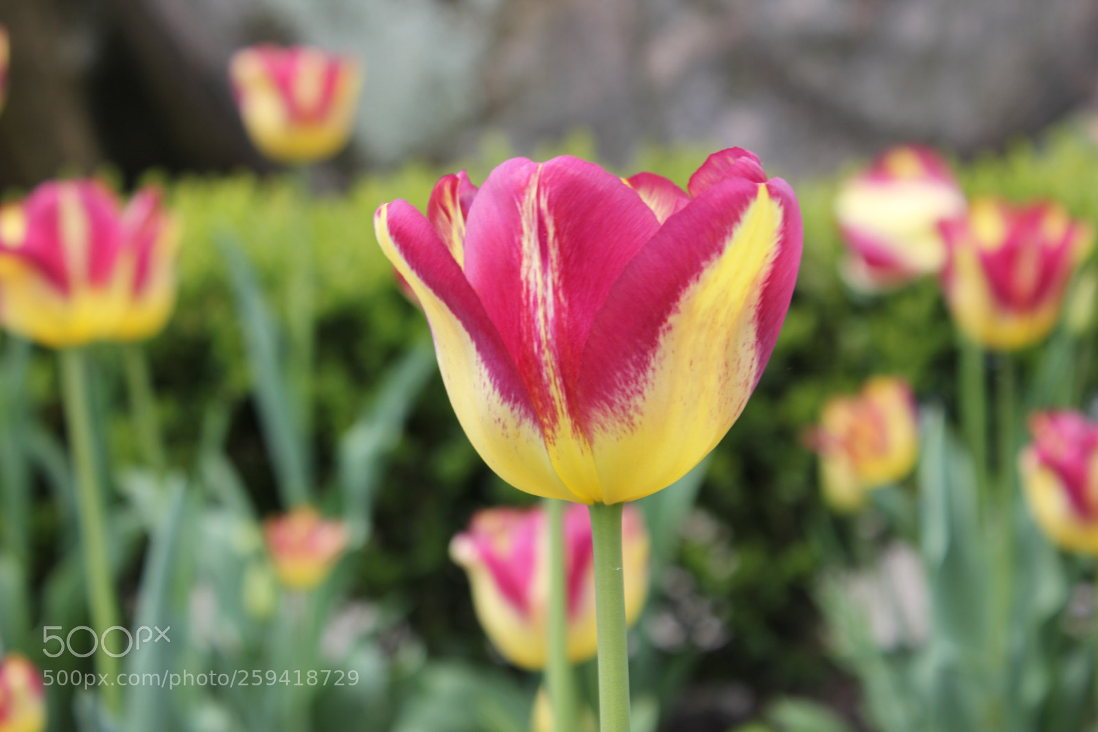 Canon EOS 550D (EOS Rebel T2i / EOS Kiss X4) sample photo. Tulips rosetta mcclain gardens photography