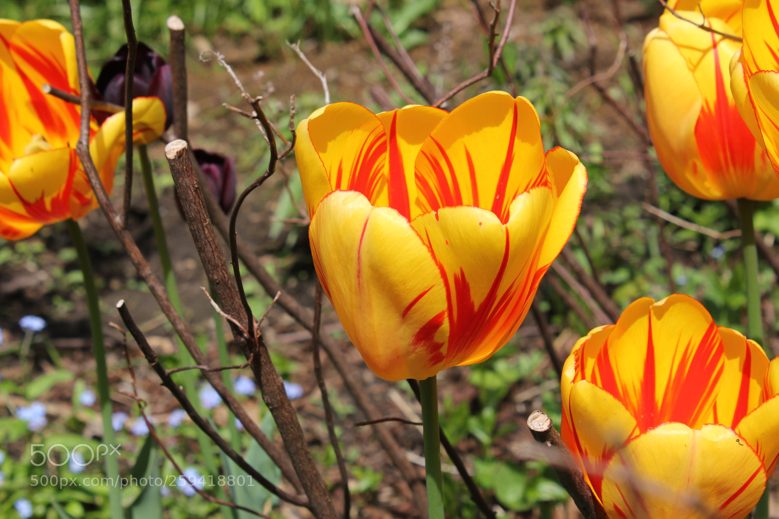 Canon EOS 550D (EOS Rebel T2i / EOS Kiss X4) sample photo. Tulips rosetta mcclain gardens photography