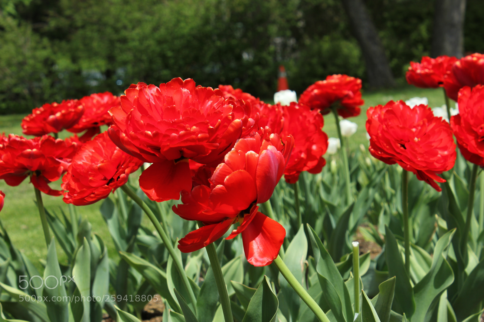 Canon EOS 550D (EOS Rebel T2i / EOS Kiss X4) sample photo. Tulips rosetta mcclain gardens photography