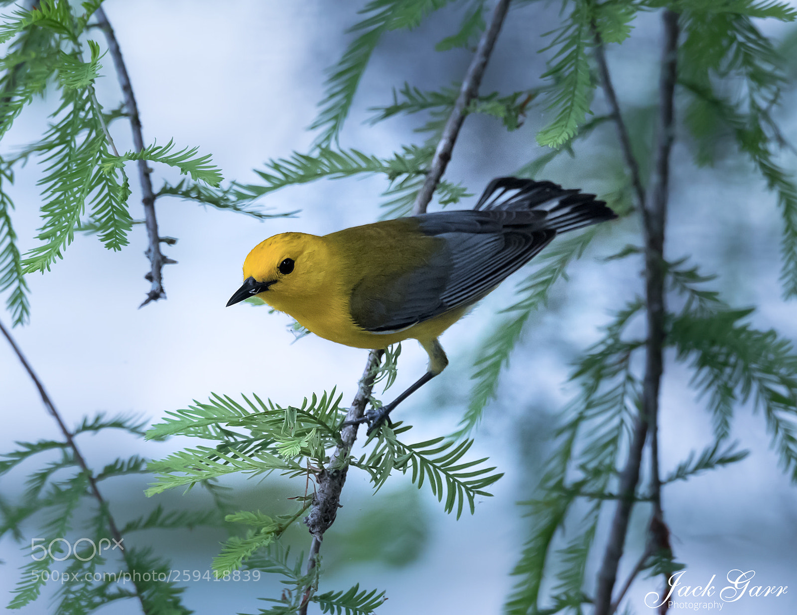 Canon EOS-1D X Mark II sample photo. Prothonotary warbler photography