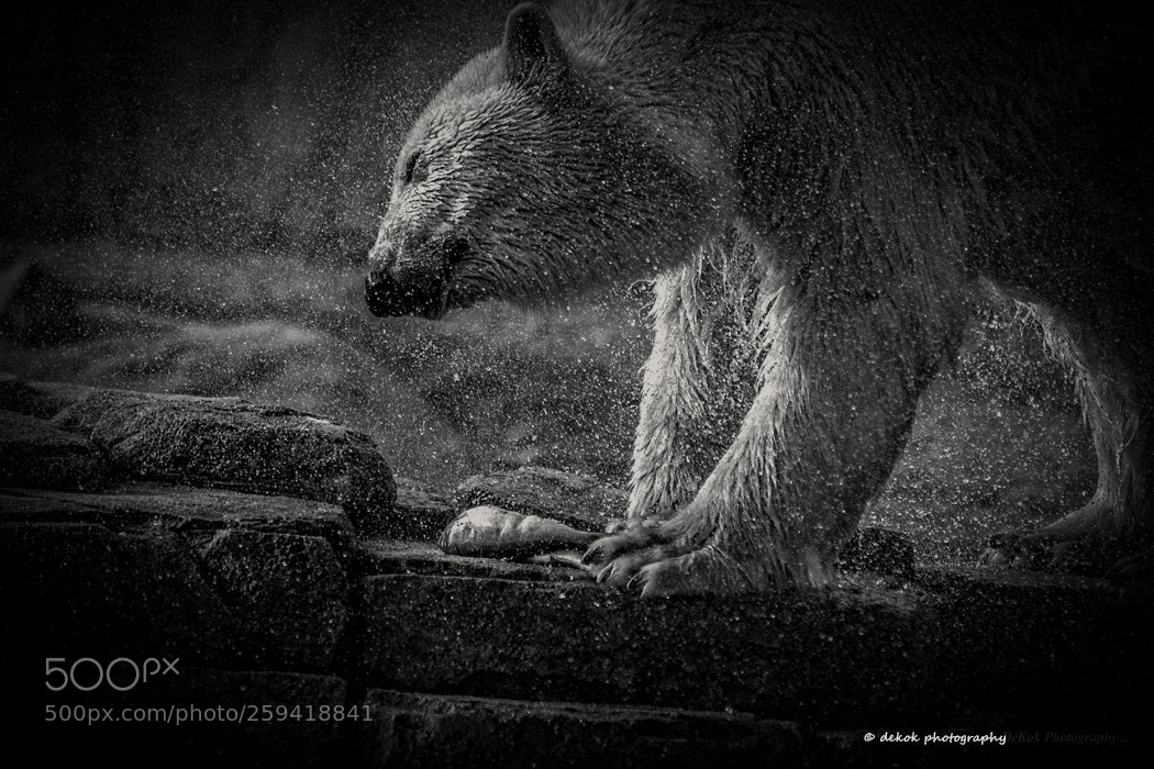 Nikon D500 sample photo. Polar bear and dropts .. photography