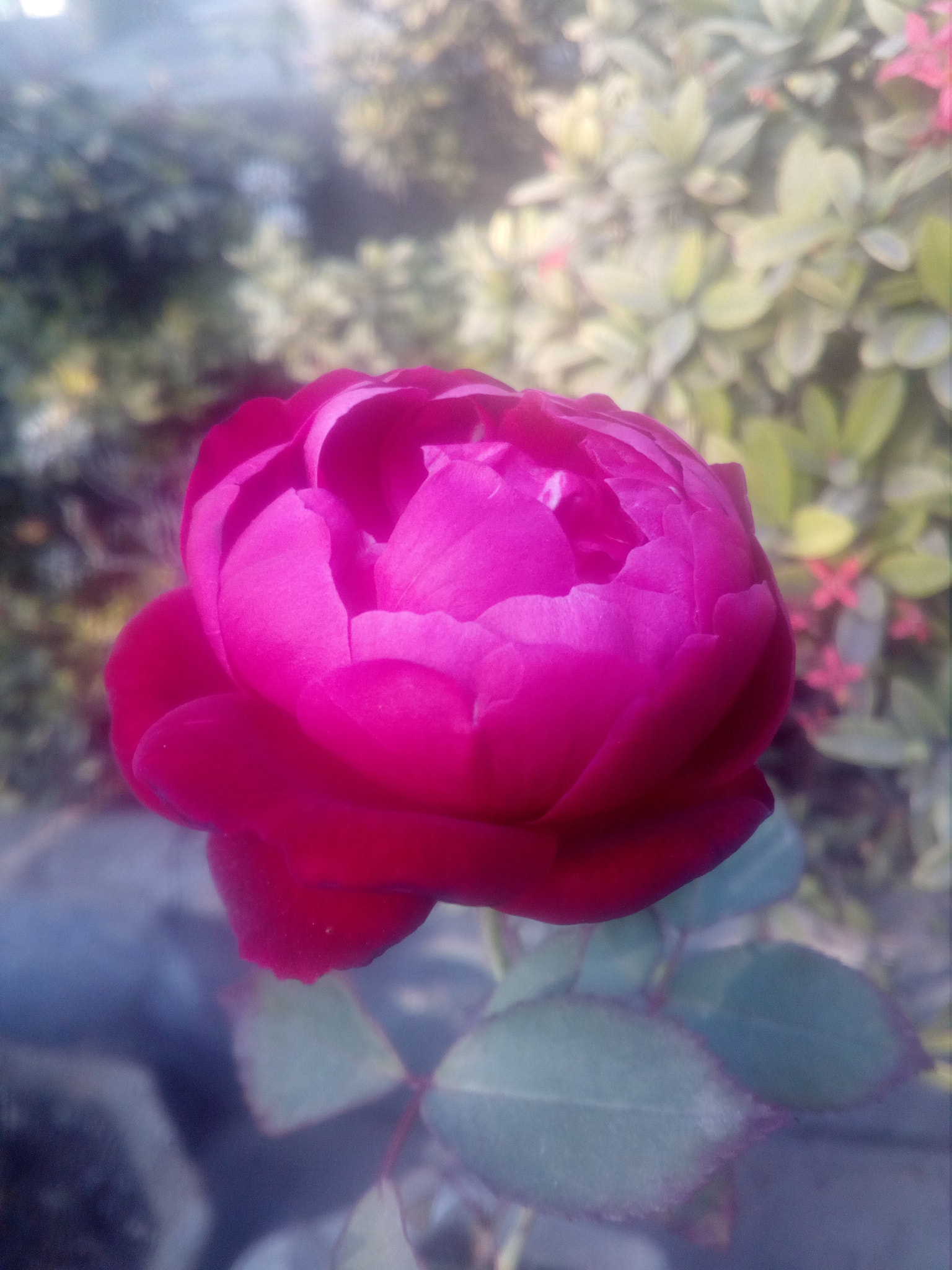 HUAWEI Y5II sample photo. Rose photography