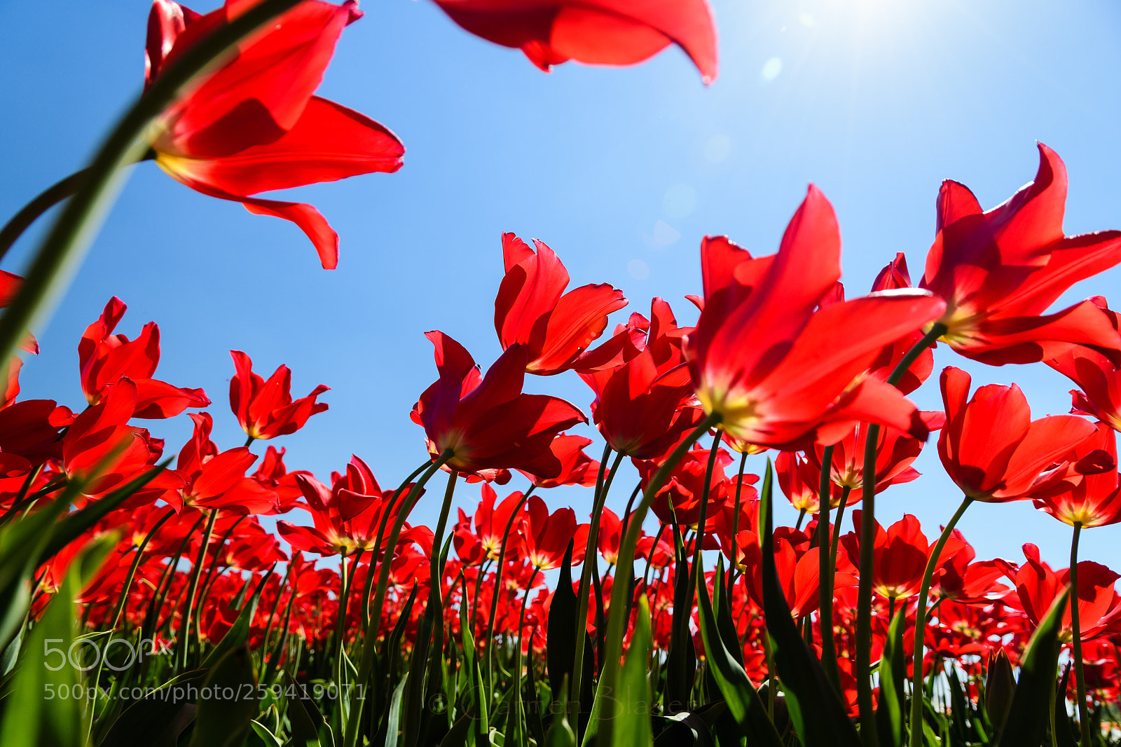 Nikon D500 sample photo. Into the light photography
