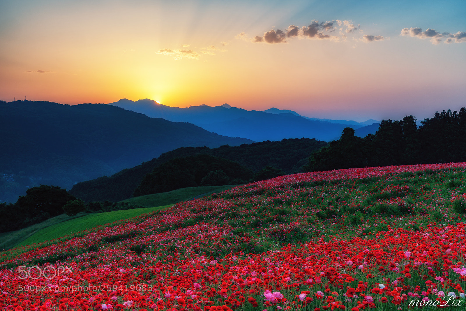 Sony a7R III sample photo. Poppy hill photography