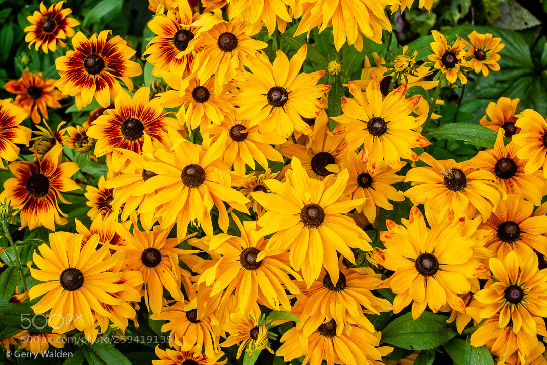 Fujifilm X-Pro1 sample photo. Verigated daisies photography