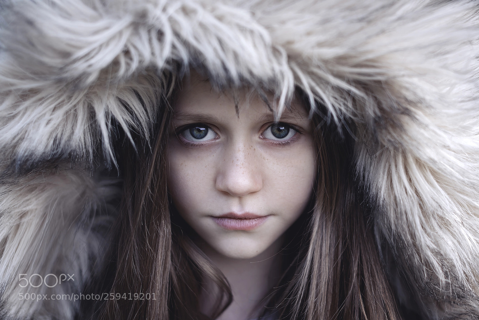 Nikon D750 sample photo. The wolf photography