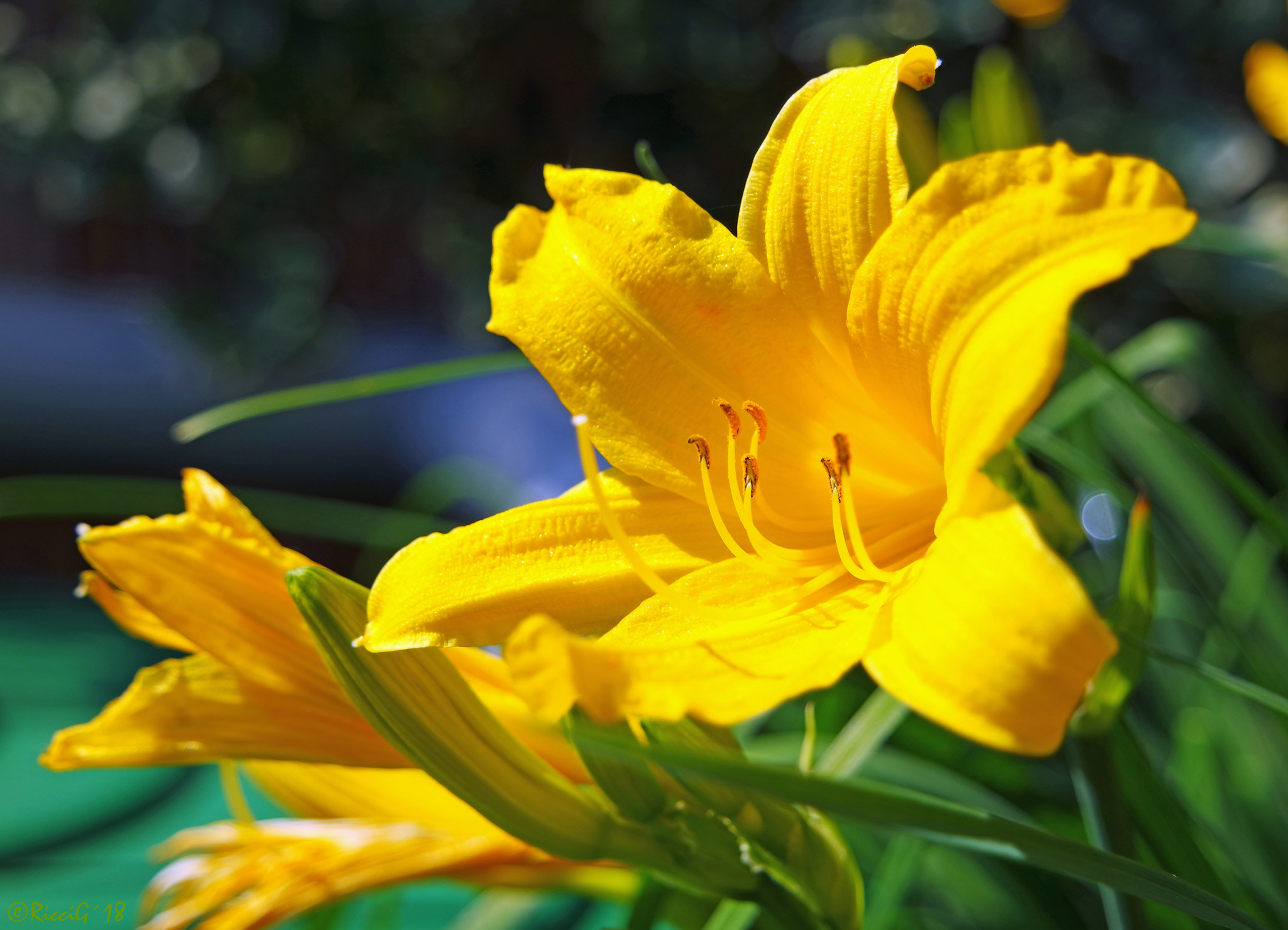 Samsung NX3300 sample photo. Yellow lily photography