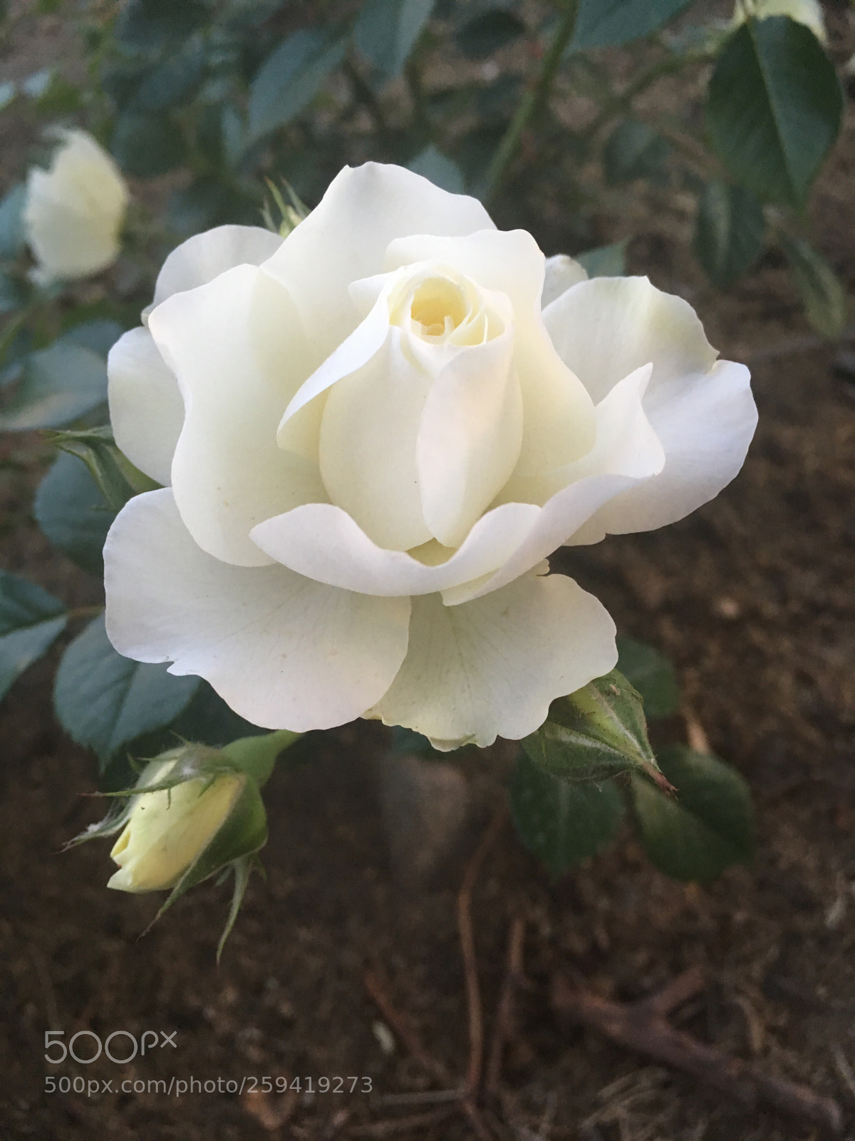 Apple iPhone SE sample photo. White  photography