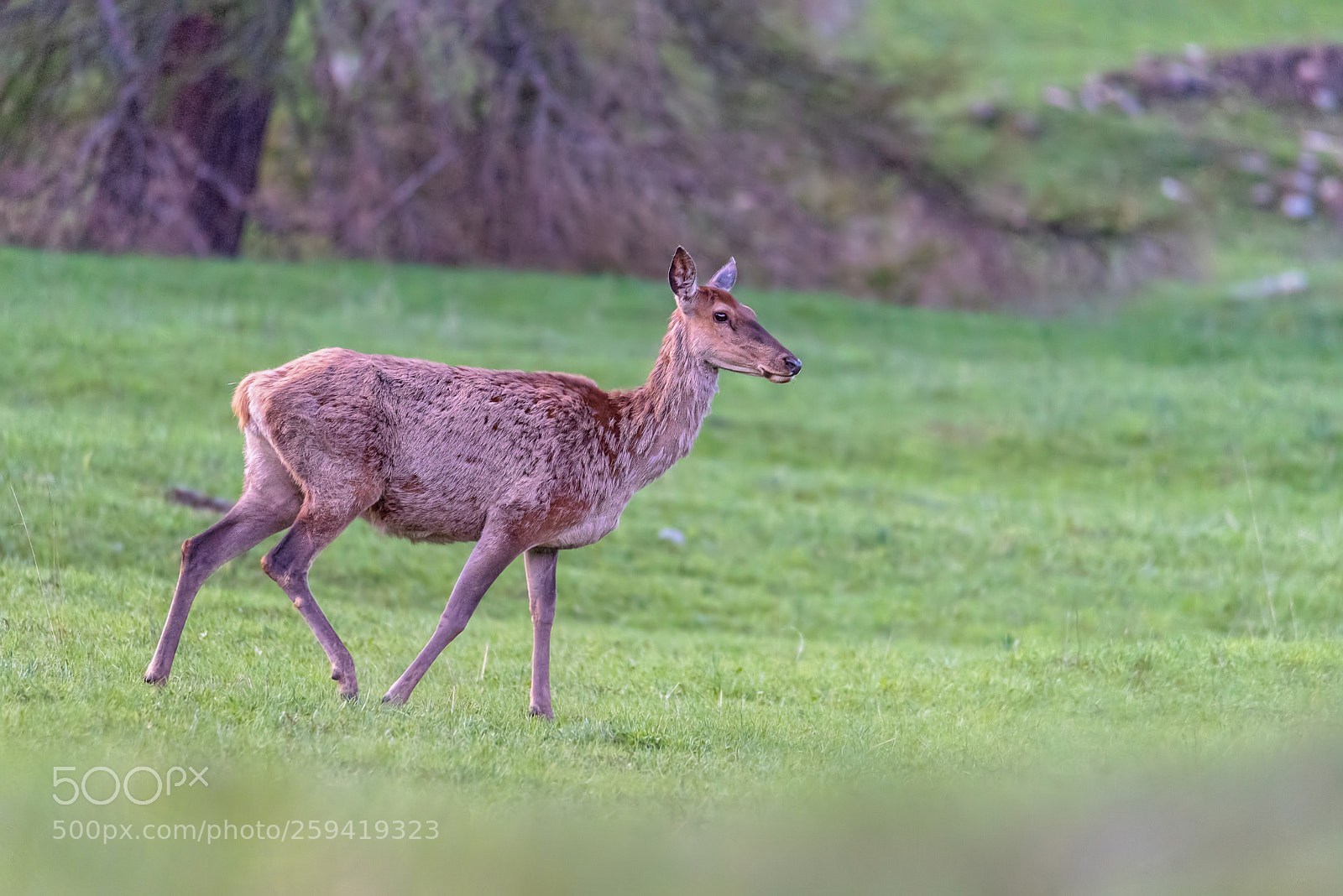 Nikon D750 sample photo. Female deer in the photography