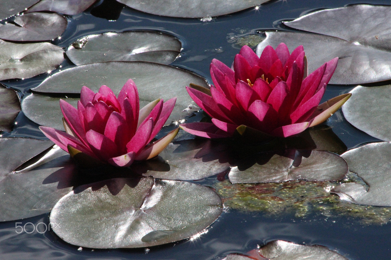 Canon EF 70-300mm F4-5.6 IS USM sample photo. Lotus photography