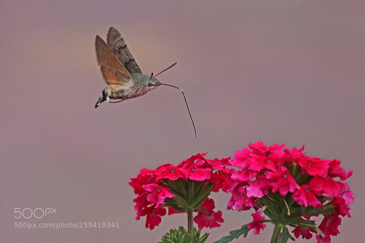 Canon EOS 80D sample photo. Taubenschwänzchen (macroglossum stellatarum) photography