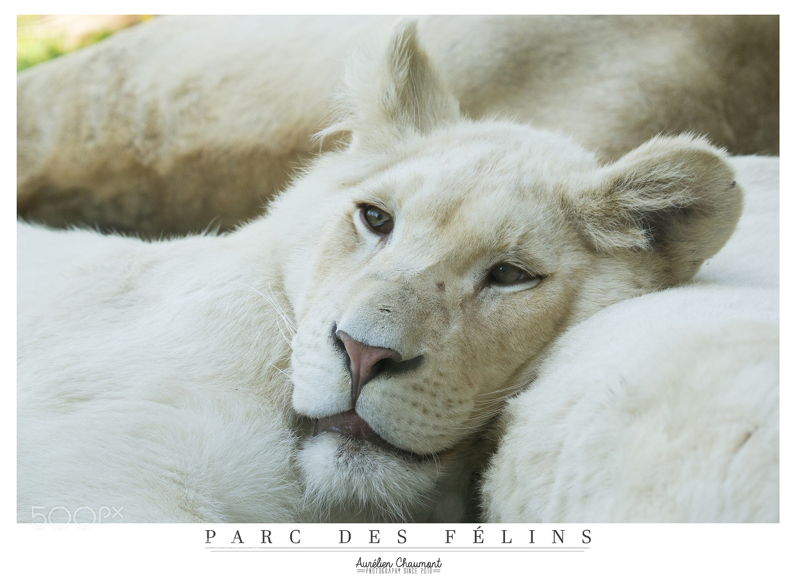 Nikon D3100 sample photo. Baby lion photography
