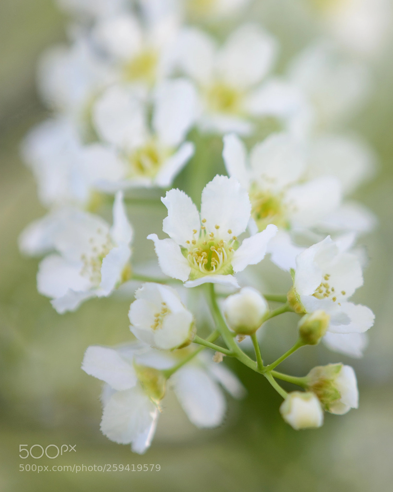 Nikon D7100 sample photo. Prunus padus photography