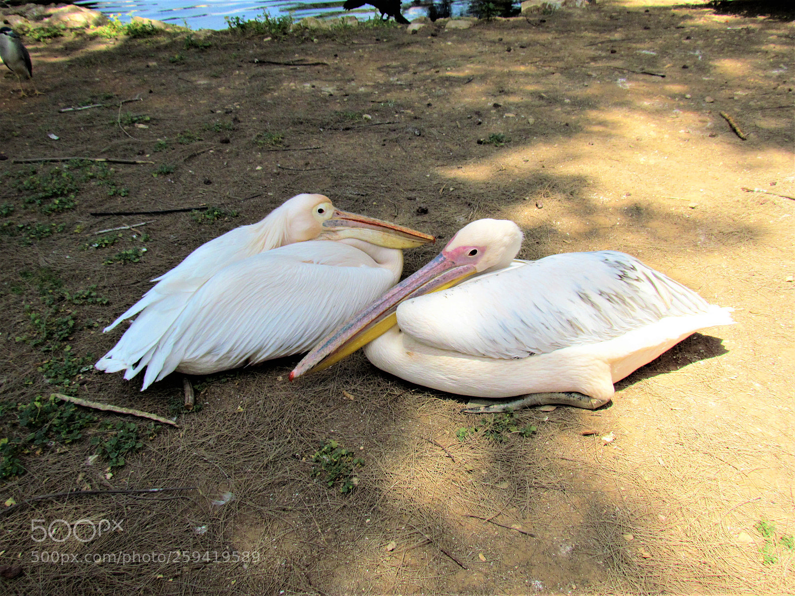 Canon PowerShot SX30 IS sample photo. Pelican photography