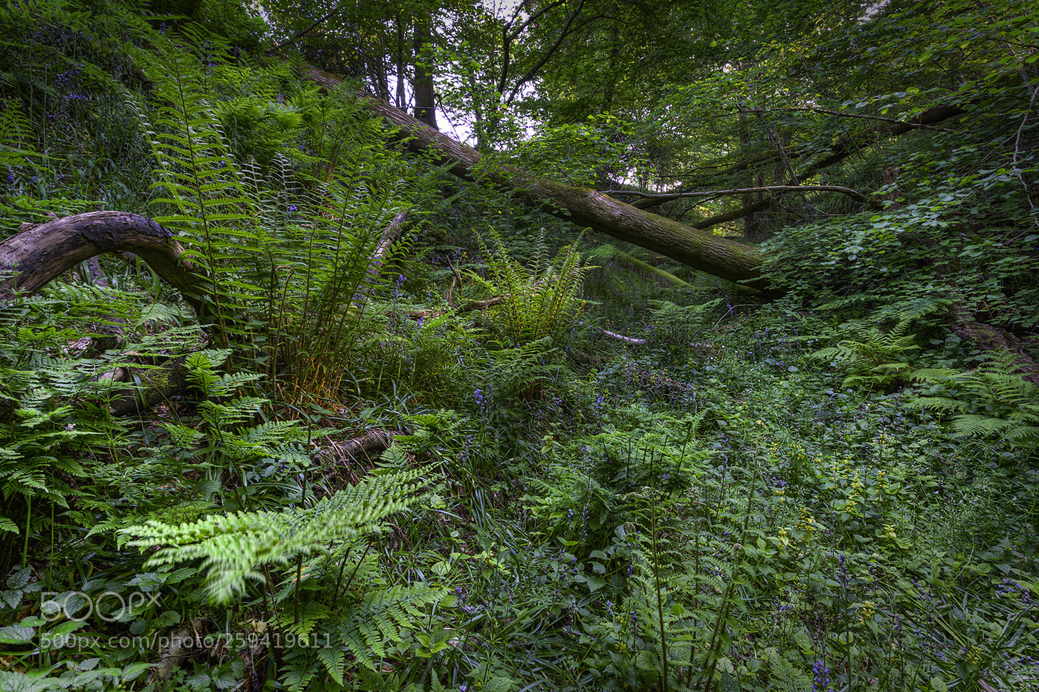 Canon EOS 5D Mark II sample photo. Jungle ditch photography