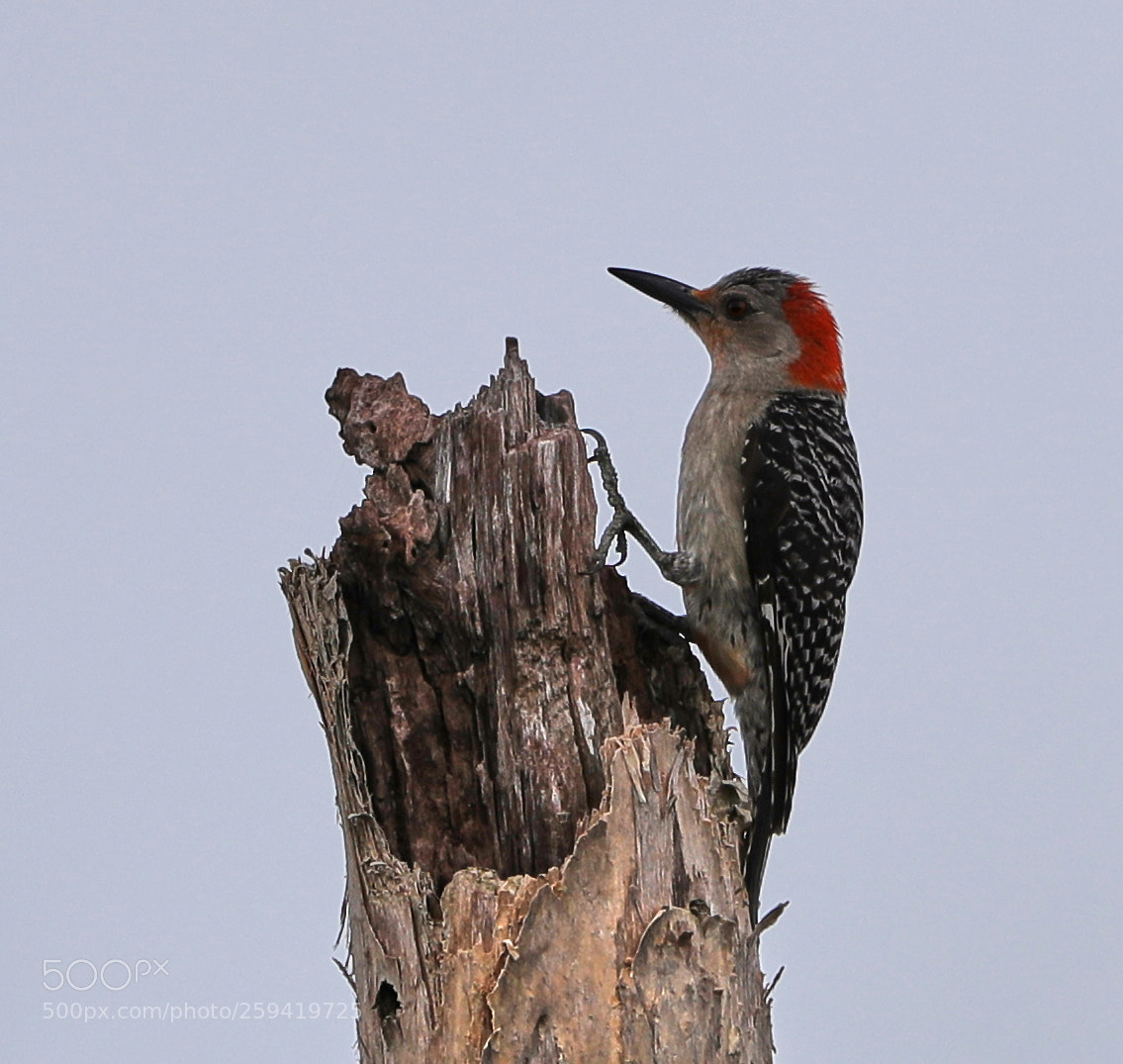 Canon EOS-1D X Mark II sample photo. 05-25-18-0019813.jpg photography