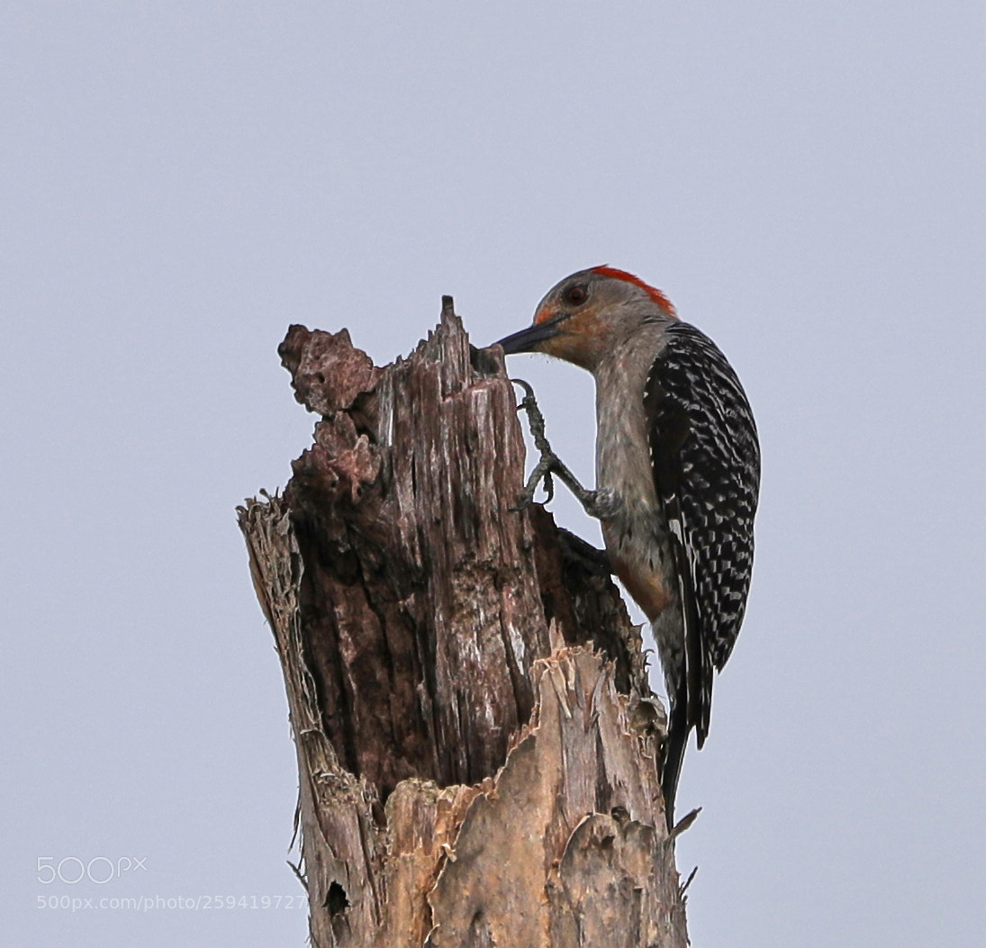 Canon EOS-1D X Mark II sample photo. 05-25-18-0019811.jpg photography