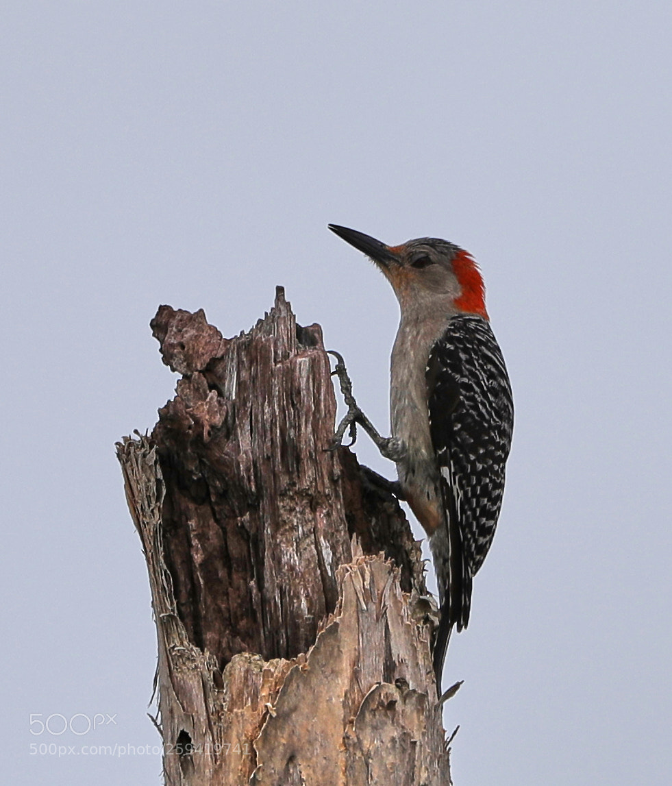 Canon EOS-1D X Mark II sample photo. 05-25-18-0019809.jpg photography