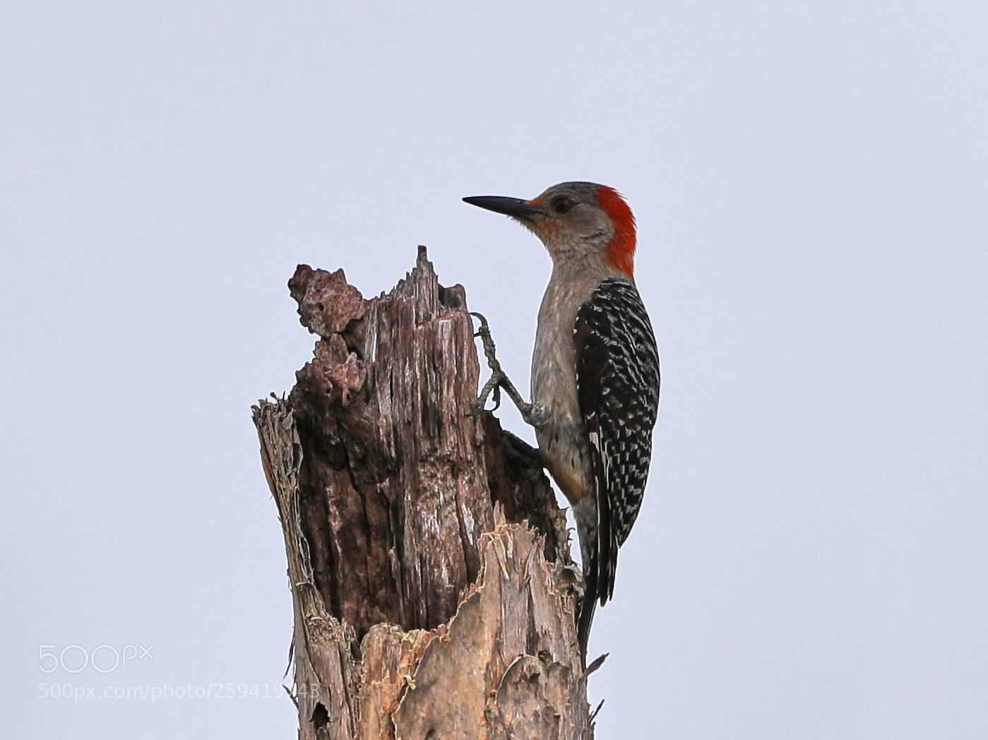 Canon EOS-1D X Mark II sample photo. 05-25-18-0019810.jpg photography