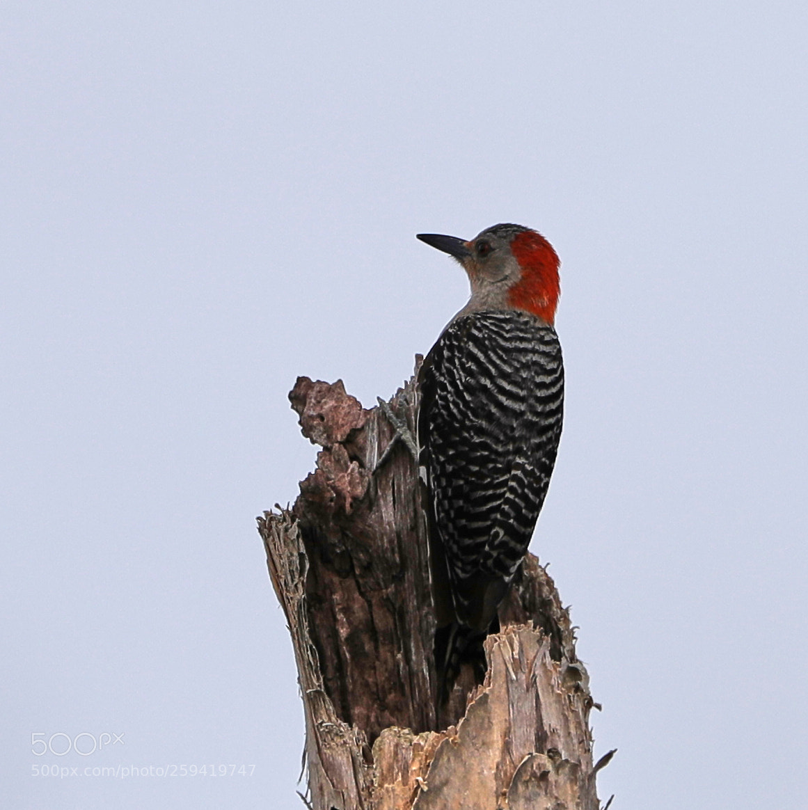 Canon EOS-1D X Mark II sample photo. 05-25-18-0019804.jpg photography
