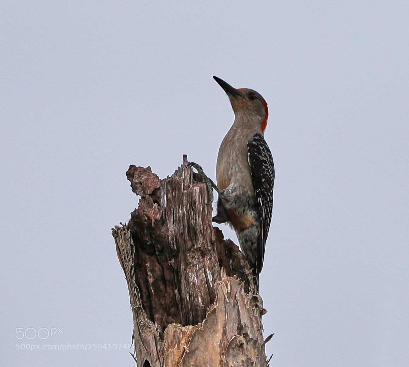 Canon EOS-1D X Mark II sample photo. 05-25-18-0019806.jpg photography