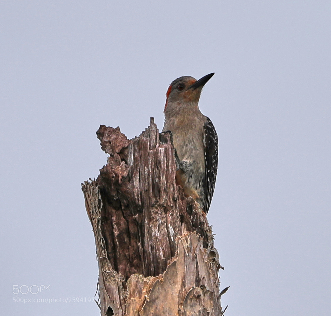 Canon EOS-1D X Mark II sample photo. 05-25-18-0019802.jpg photography