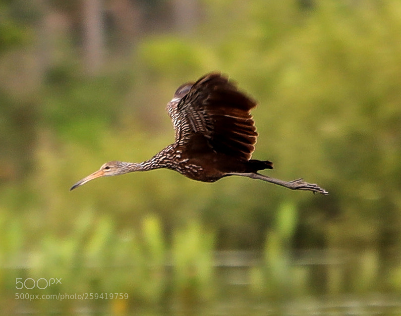 Canon EOS-1D X Mark II sample photo. 05-25-18-0019796.jpg photography