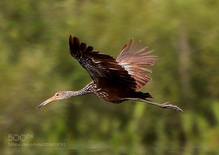 Canon EOS-1D X Mark II sample photo. 05-25-18-0019795.jpg photography