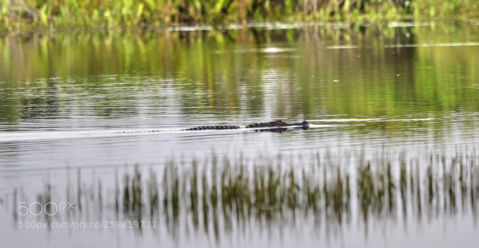 Canon EOS-1D X Mark II sample photo. 05-25-18-0019792.jpg photography