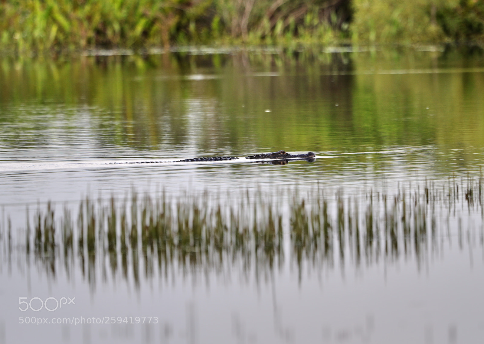 Canon EOS-1D X Mark II sample photo. 05-25-18-0019791.jpg photography