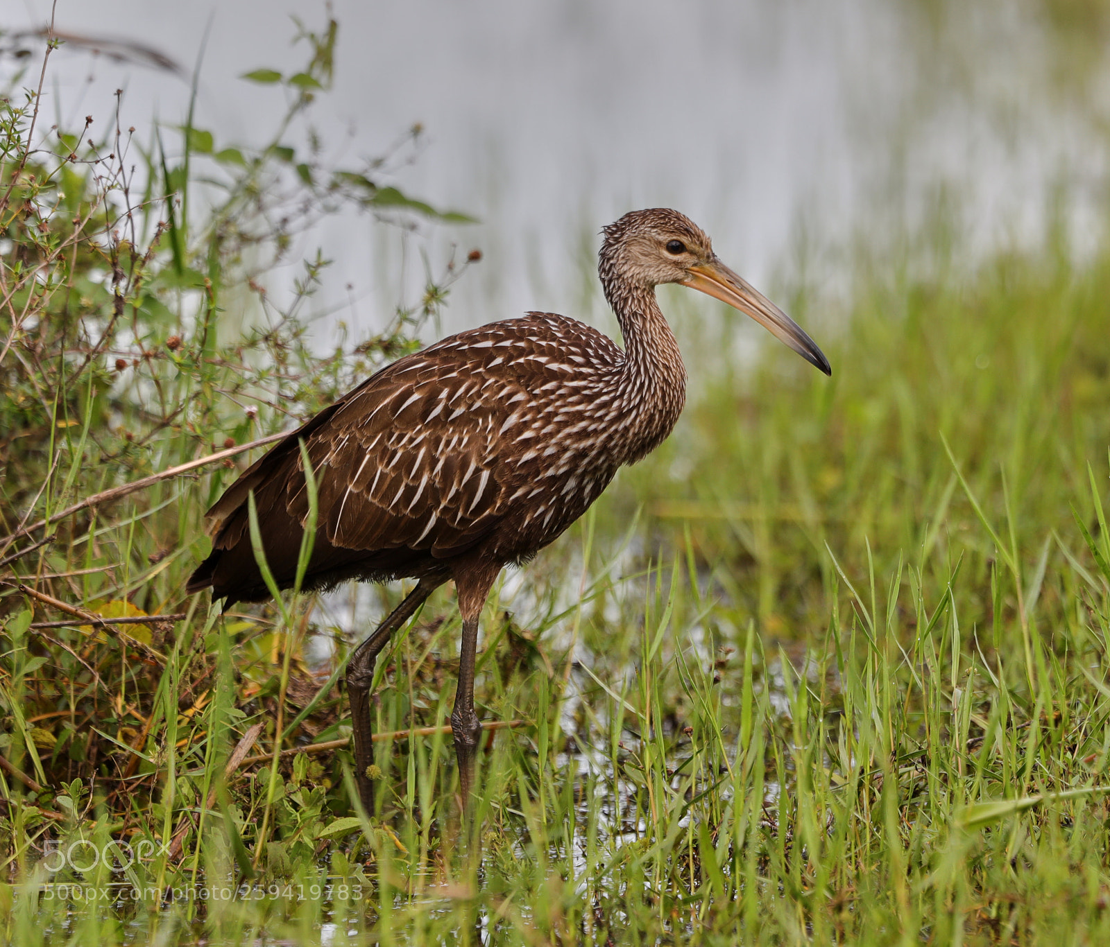 Canon EOS-1D X Mark II sample photo. 05-25-18-0019784.jpg photography