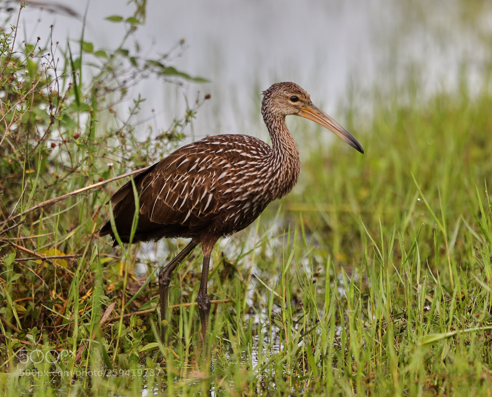 Canon EOS-1D X Mark II sample photo. 05-25-18-0019785.jpg photography