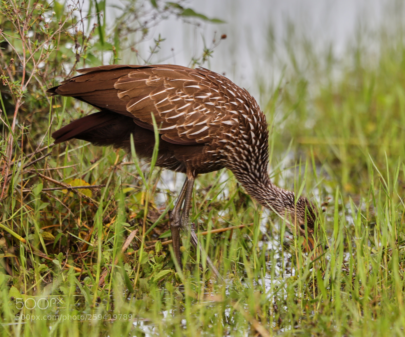 Canon EOS-1D X Mark II sample photo. 05-25-18-0019786.jpg photography