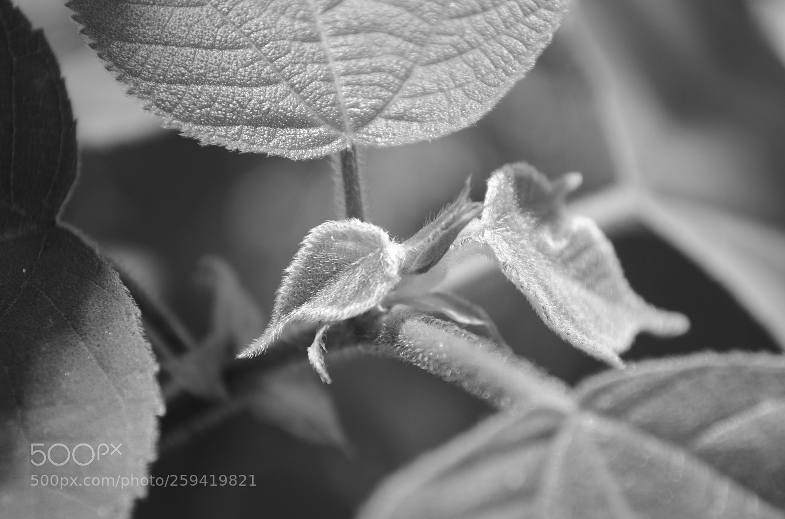 Nikon D5100 sample photo. Unfolding photography