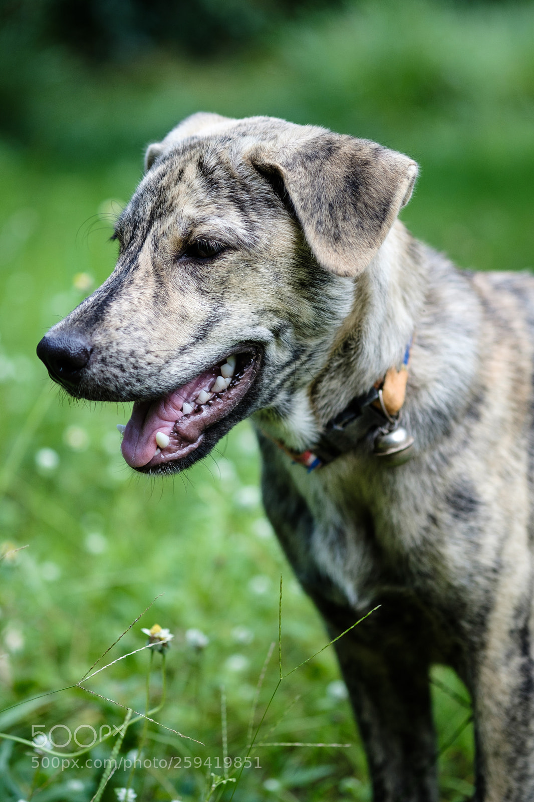 Fujifilm X-T2 sample photo. Brown dog and green photography