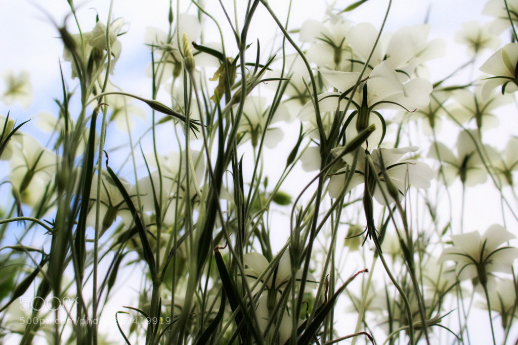Canon EOS 1200D (EOS Rebel T5 / EOS Kiss X70 / EOS Hi) sample photo. Airy photography