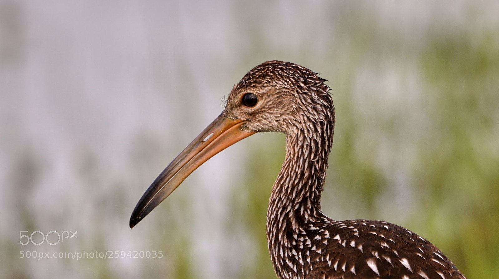 Canon EOS-1D X Mark II sample photo. 05-25-18-0019759.jpg photography