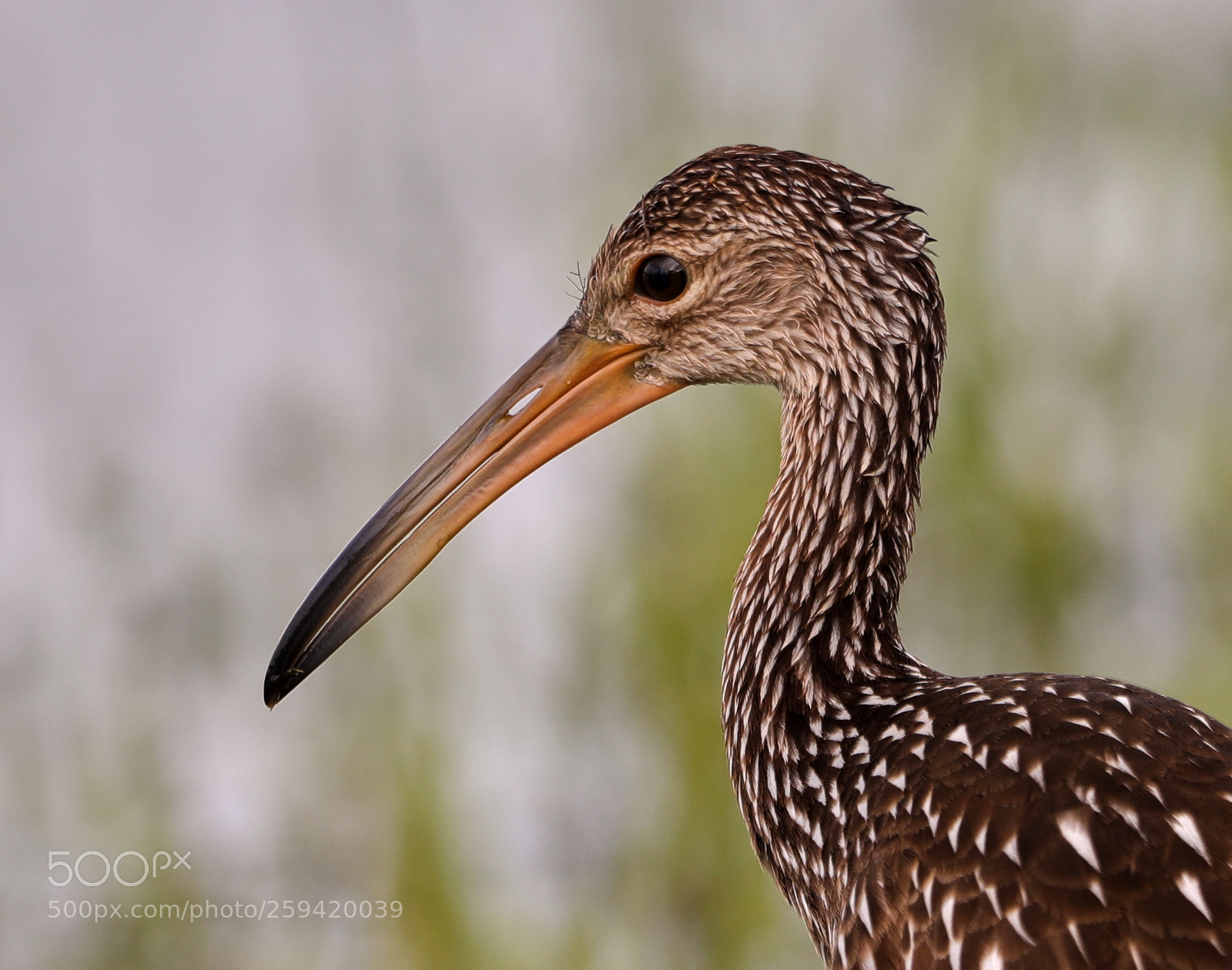 Canon EOS-1D X Mark II sample photo. 05-25-18-0019758.jpg photography