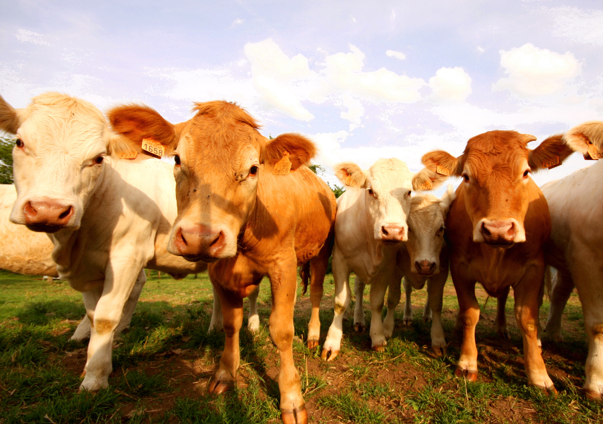 Canon EOS 40D + Sigma 10-20mm F4-5.6 EX DC HSM sample photo. Cows photography