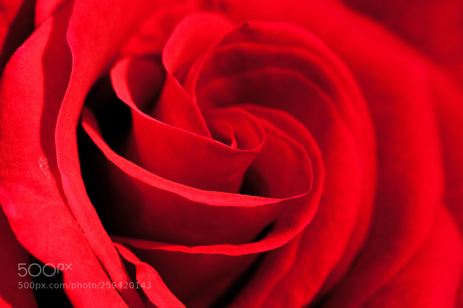 Canon EOS 40D sample photo. Rose photography