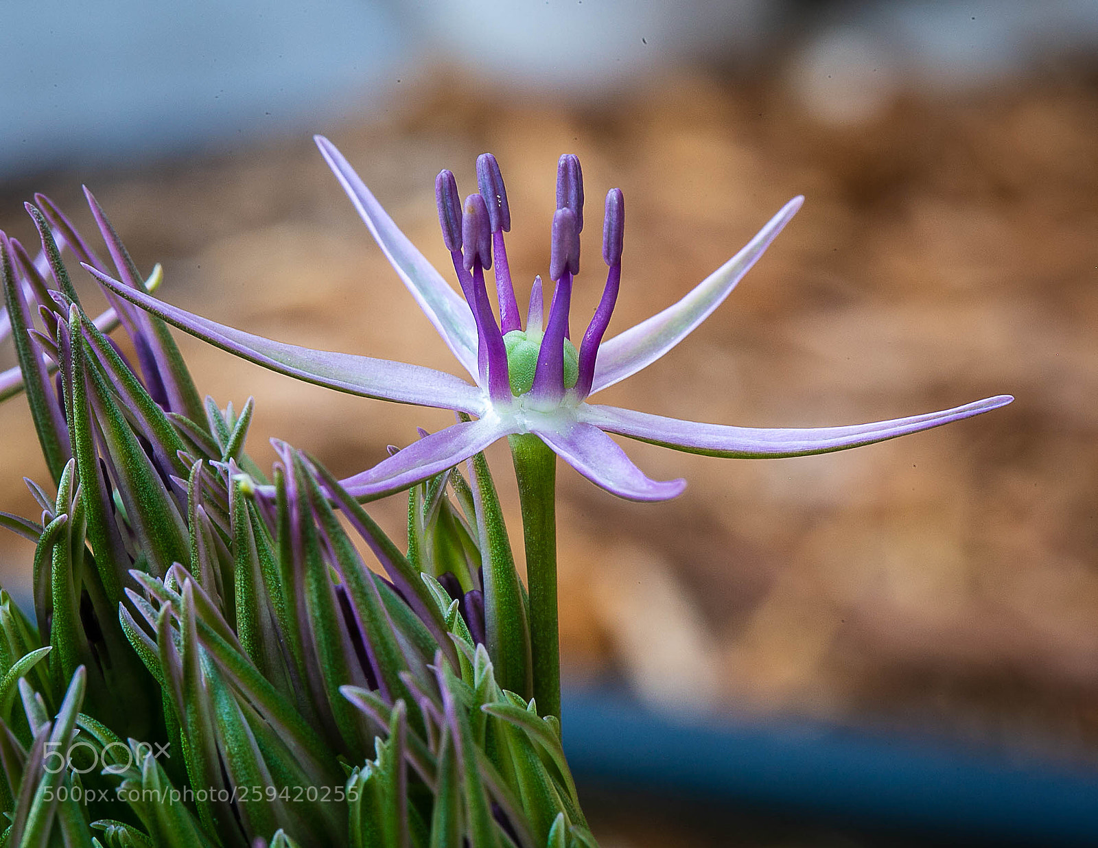 Canon EOS 6D sample photo. Allium starburst photography