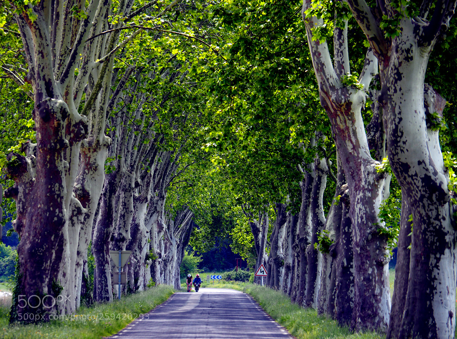 Olympus OM-D E-M5 II sample photo. Allay of plain trees photography