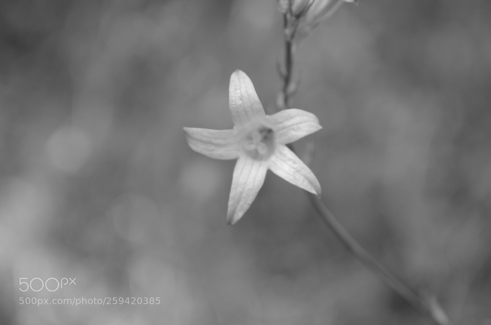 Nikon D5100 sample photo. Morning star photography