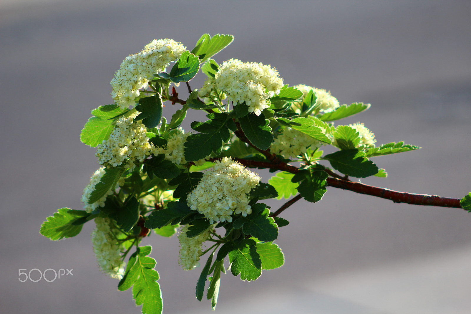 Canon EF 75-300mm f/4-5.6 USM sample photo. Good morning 5.24.18 photography