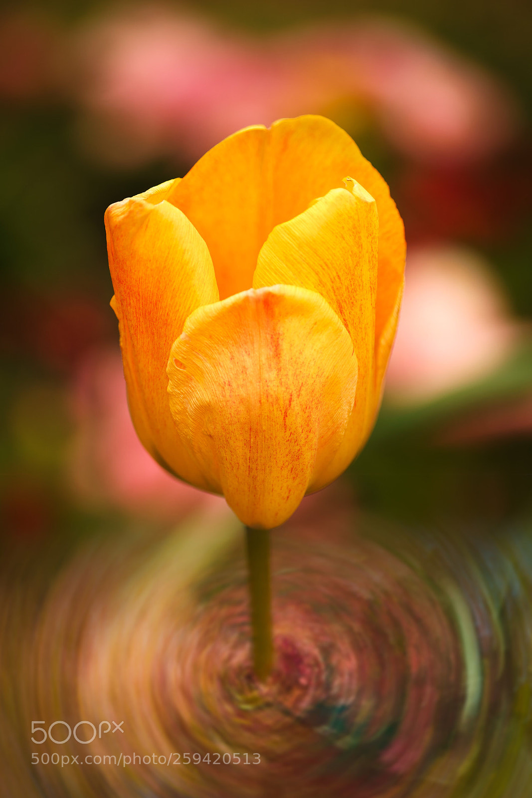 Sony a7R III sample photo. Untitled photography