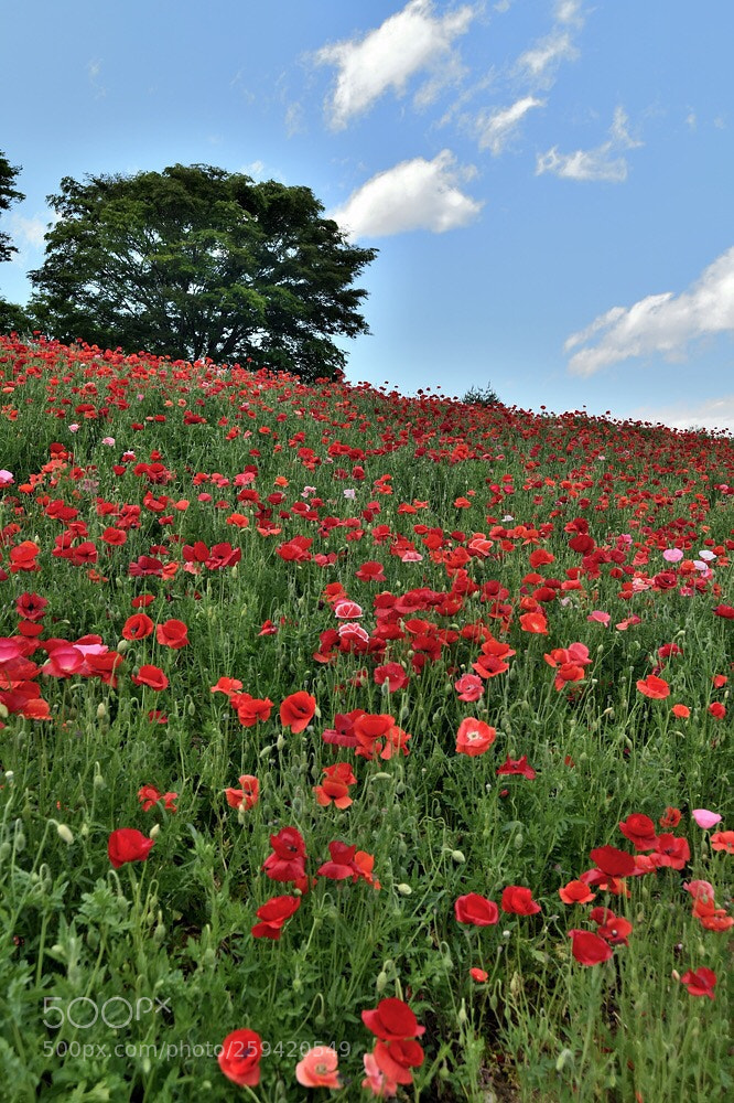 Nikon D850 sample photo. The hill of monet photography