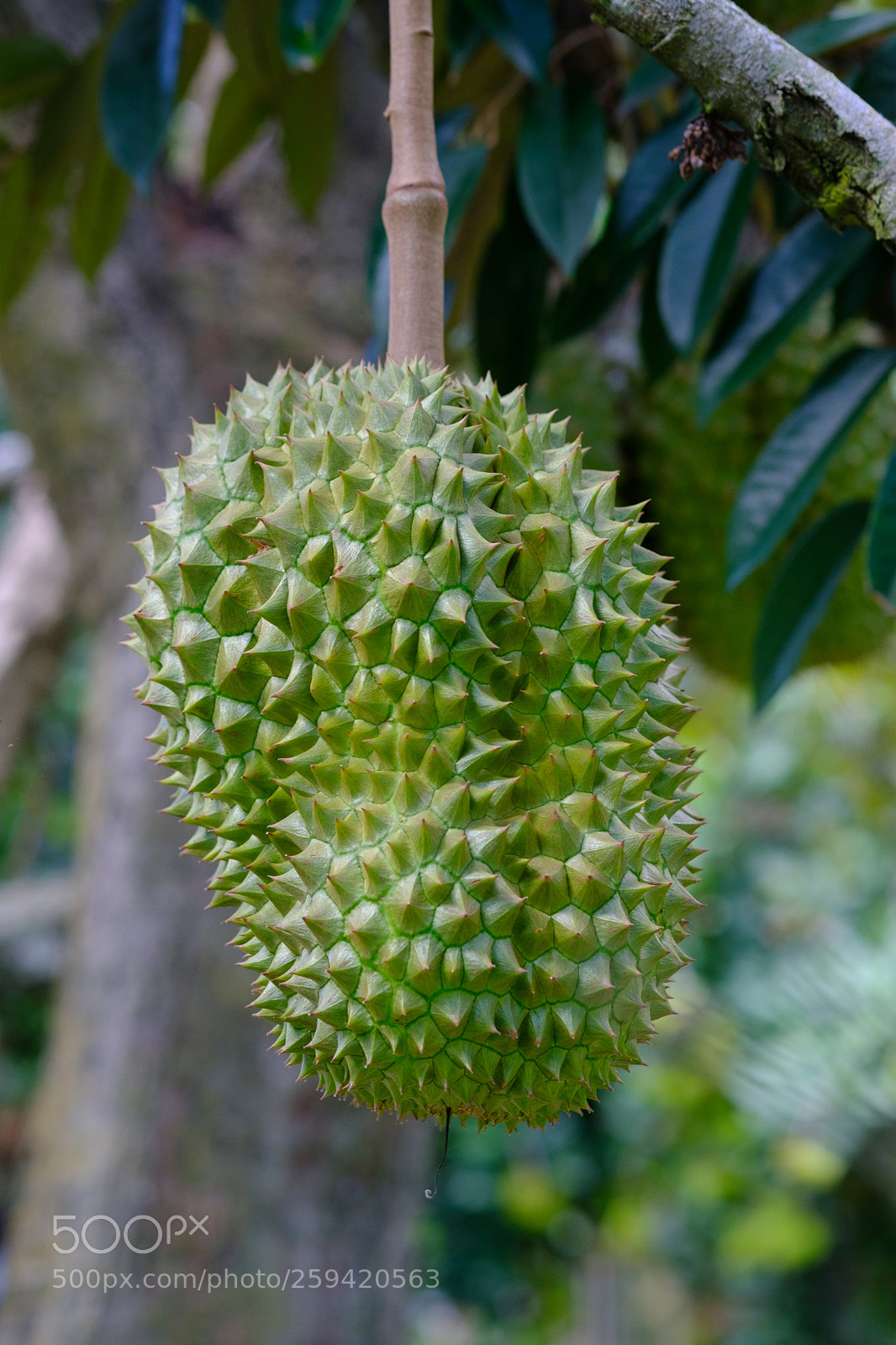 Fujifilm X-T2 sample photo. Organic thai fruit photography