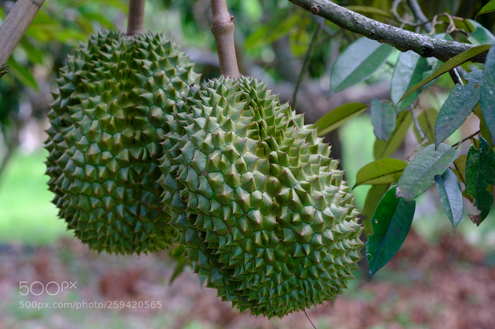 Fujifilm X-T2 sample photo. Organic thai fruit photography