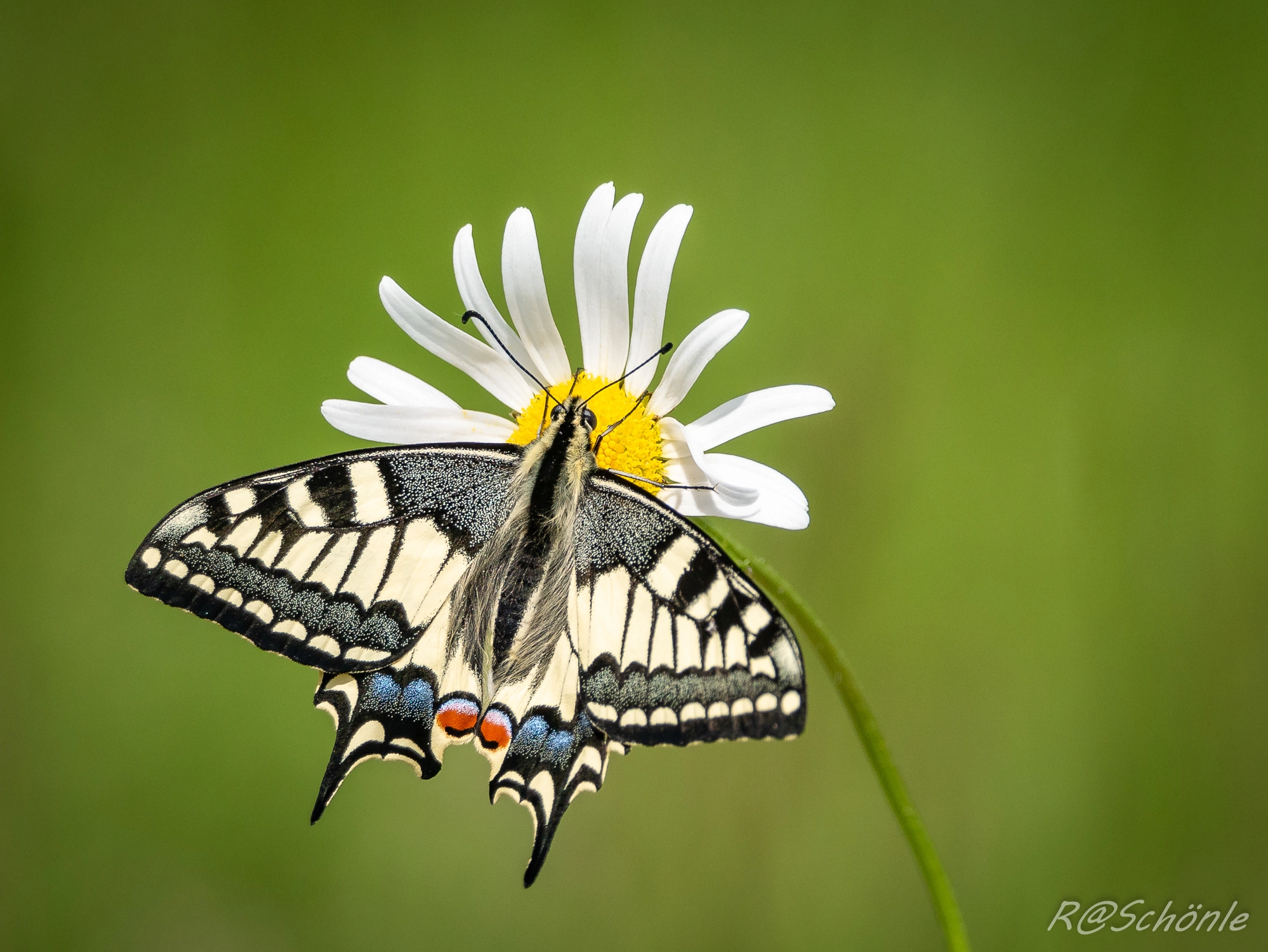 Panasonic DMC-G81 sample photo. Schwalbenschwanz (papilio machaon) photography