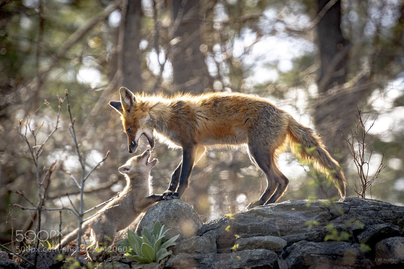 Canon EOS 7D Mark II sample photo. Spring fox family! photography